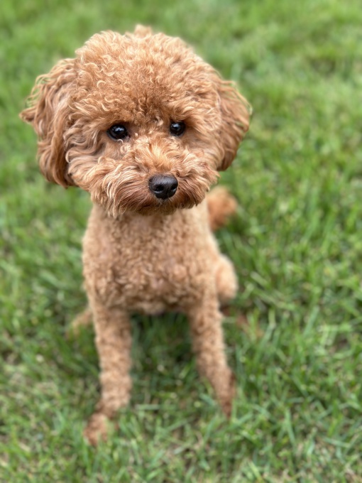 Toy poodle