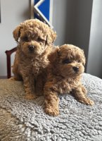 Toy poodle