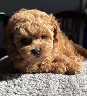 Toy poodle