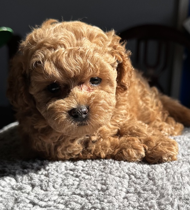 Toy poodle
