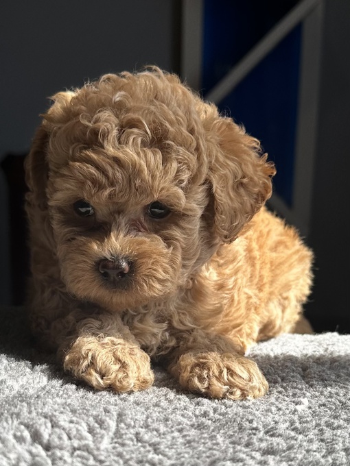 Toy poodle