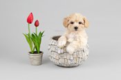 TOY POODLE