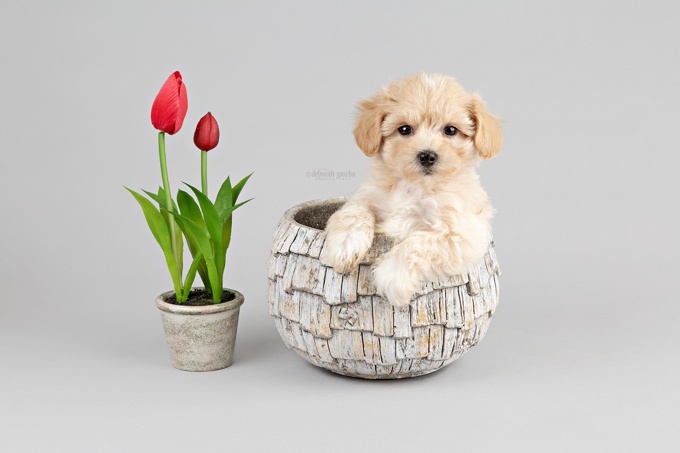 TOY POODLE