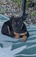American bully