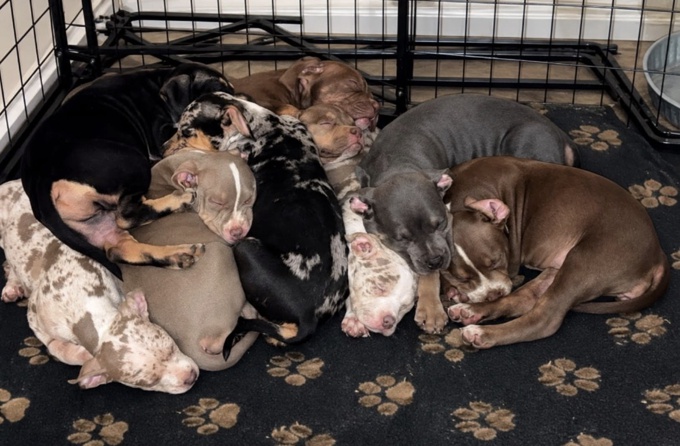 American bully