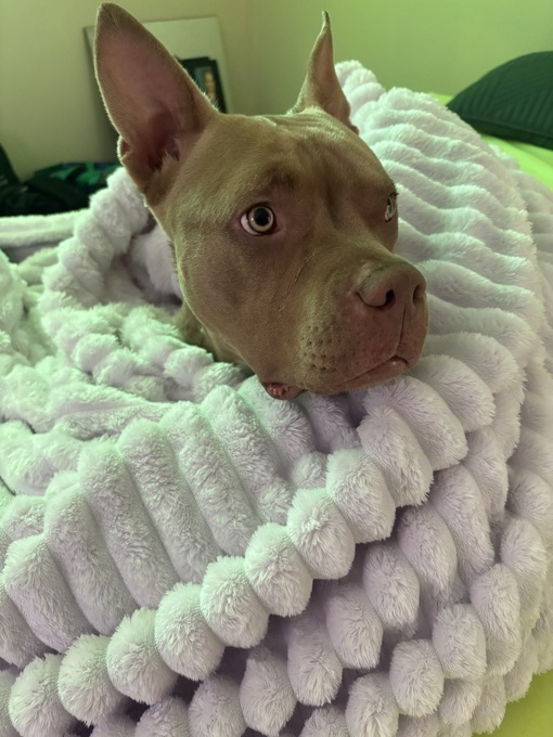 Xl american bully