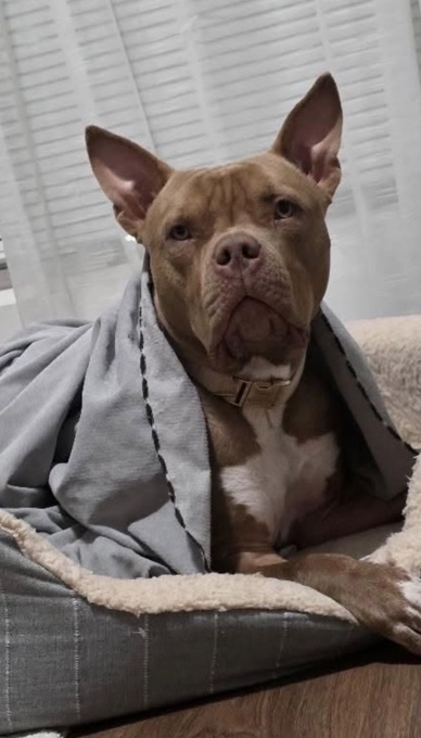 Xl american bully