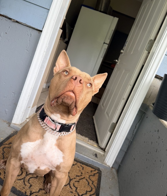 Xl american bully