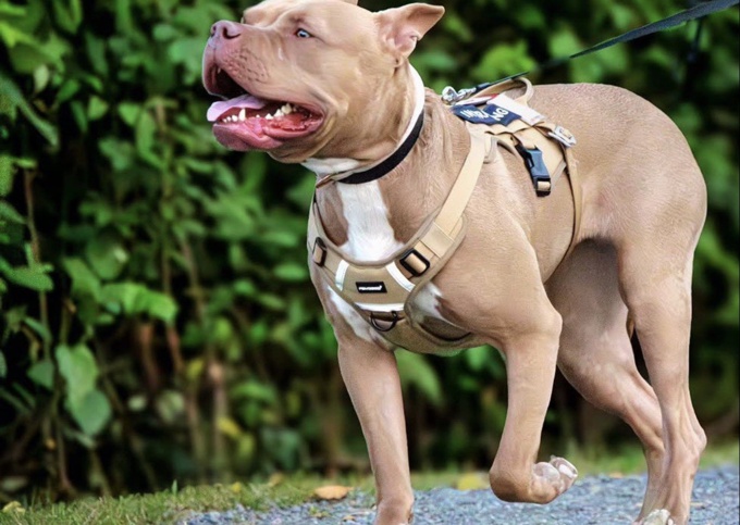 Xl american bully