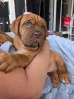 French Bullmastiff
