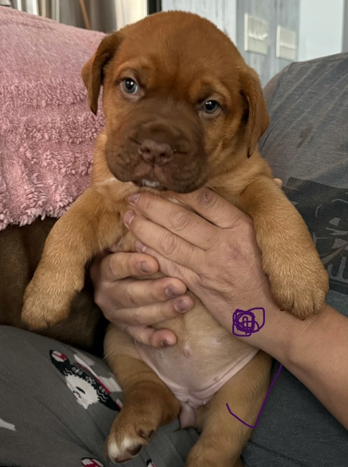 French Bullmastiff