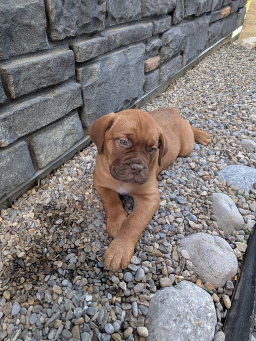 French Bullmastiff