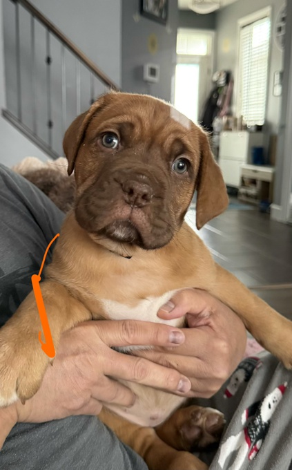 French Bullmastiff