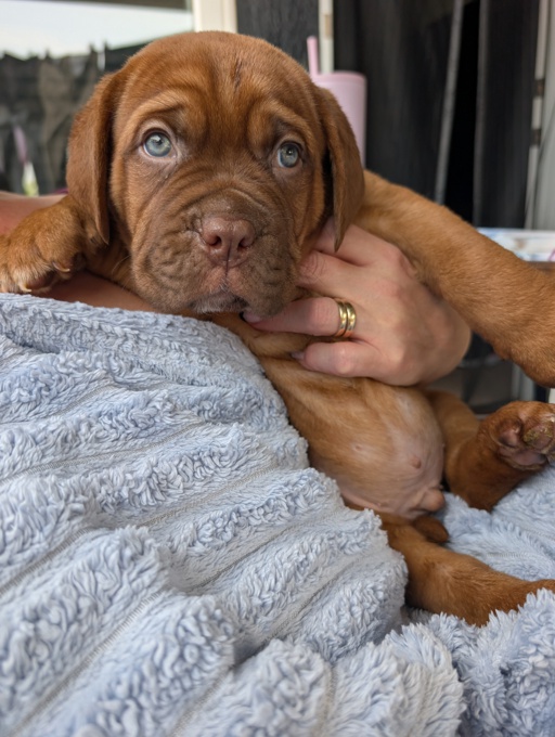 French Bullmastiff