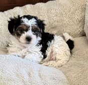 Morkie