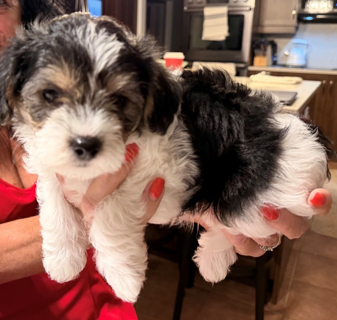 Morkie