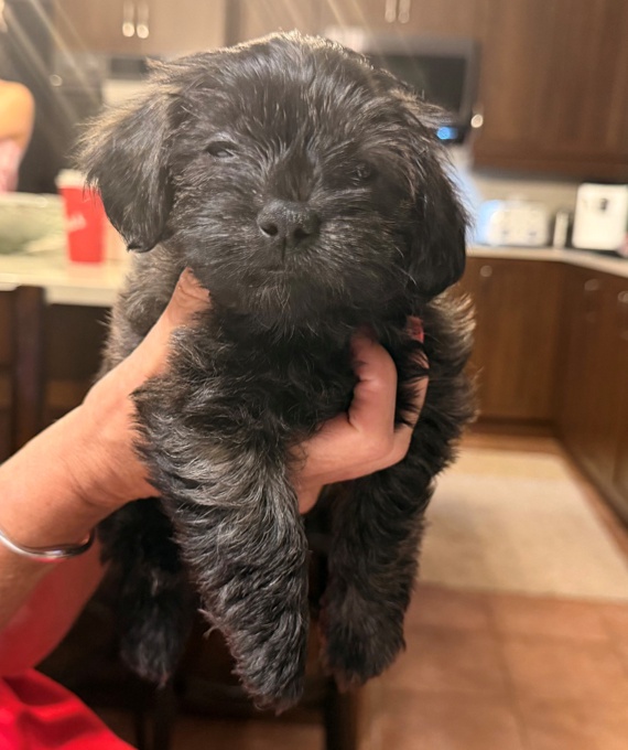 Morkie