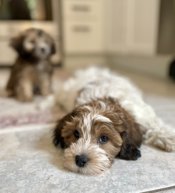 HavaPoo Havanese Poodle