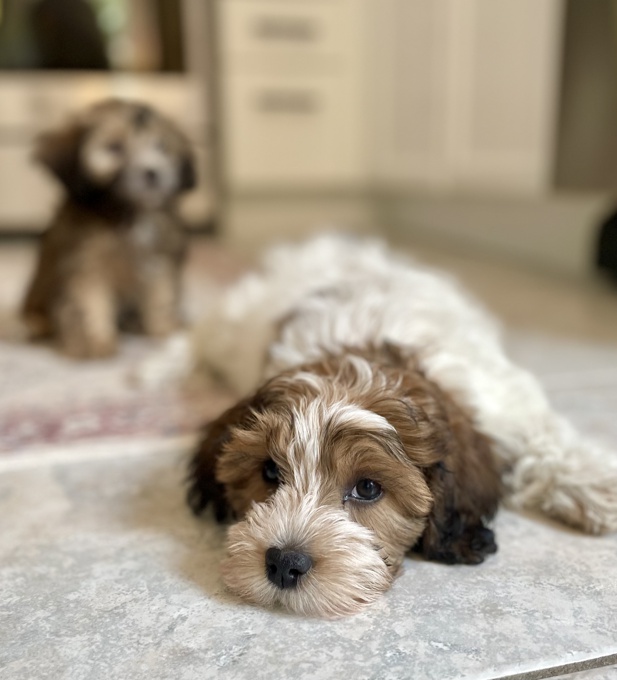 HavaPoo Havanese Poodle