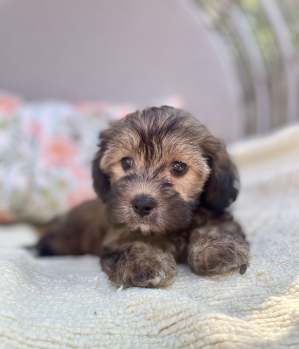 HavaPoo Havanese Poodle