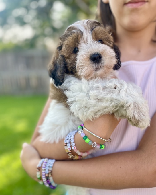 HavaPoo Havanese Poodle