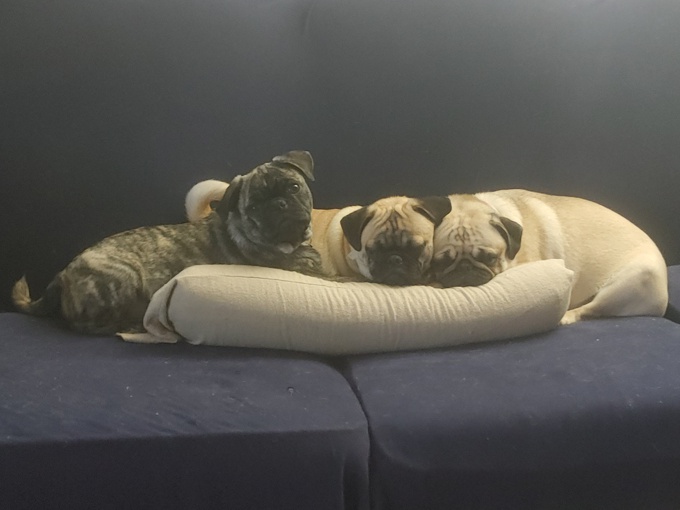 Pug