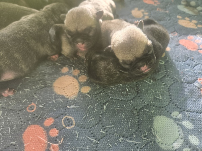 Pug