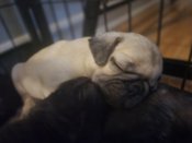 Pug