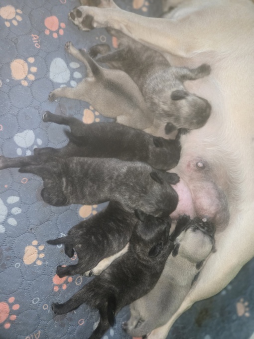 Pug