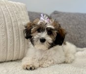 HavaPoo (Havanese and Poodle)