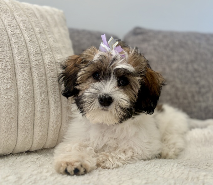 HavaPoo (Havanese and Poodle)