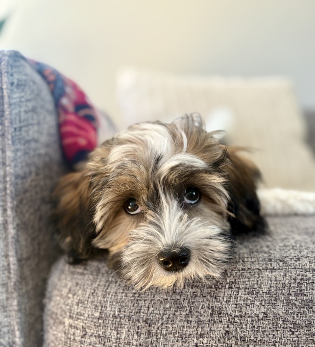 HavaPoo (Havanese and Poodle)