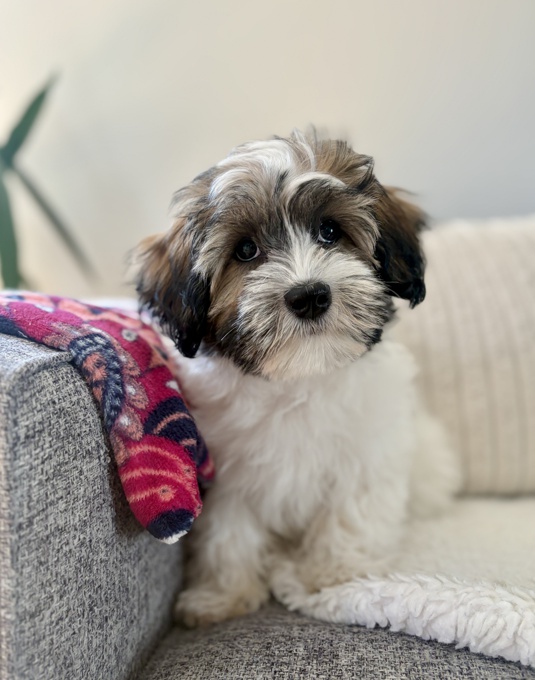 HavaPoo (Havanese and Poodle)