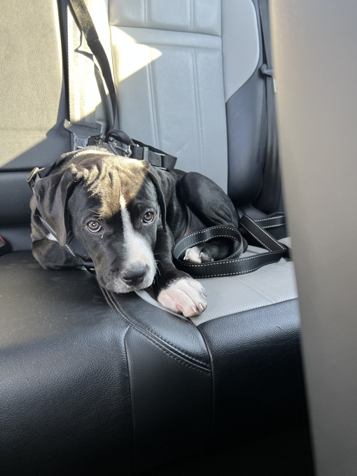 Cane Corso x Dogo Argentino