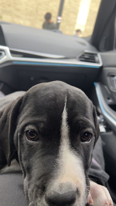 Cane Corso x Dogo Argentino