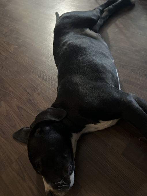 Cane Corso x Dogo Argentino