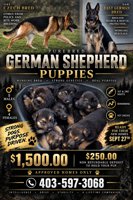 German Shepherd