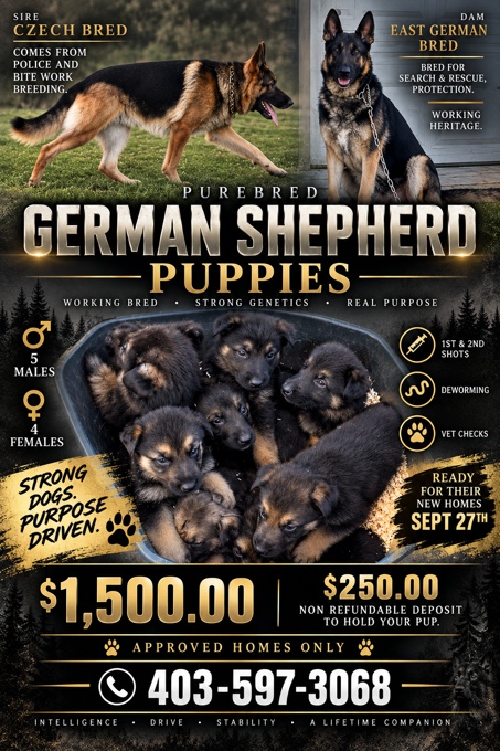 German Shepherd