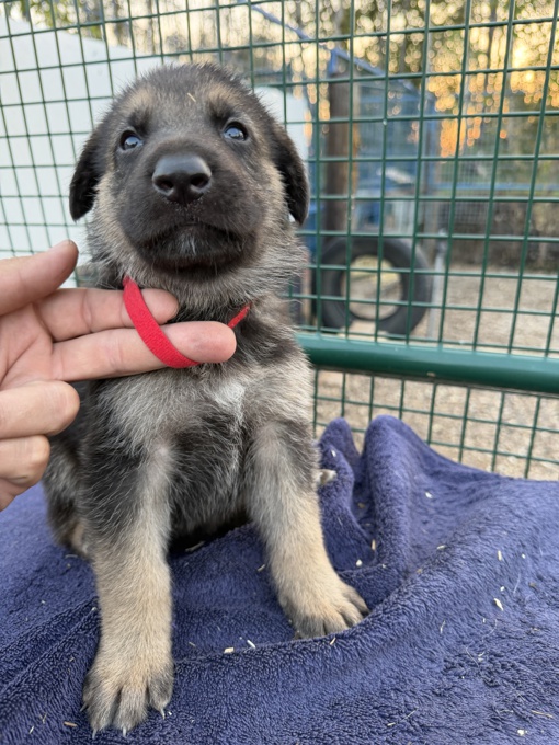 German Shepherd