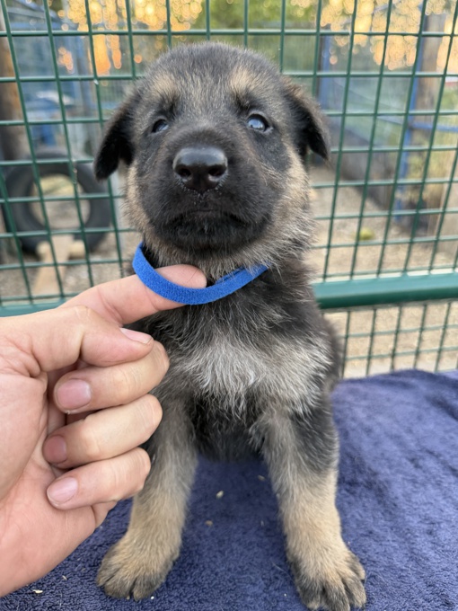 German Shepherd