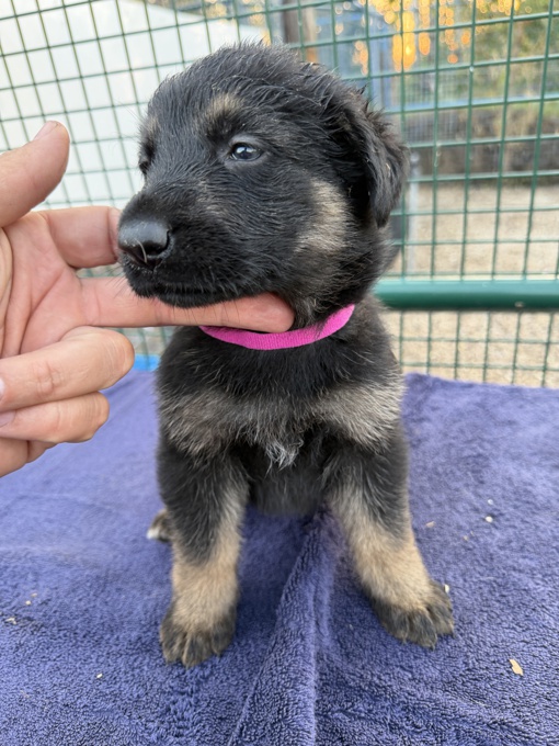 German Shepherd