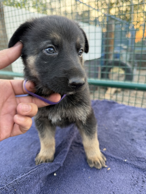 German Shepherd