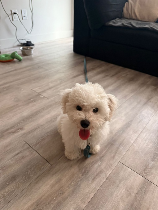 Bichon