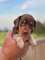 Miniature Piebald Dachshund