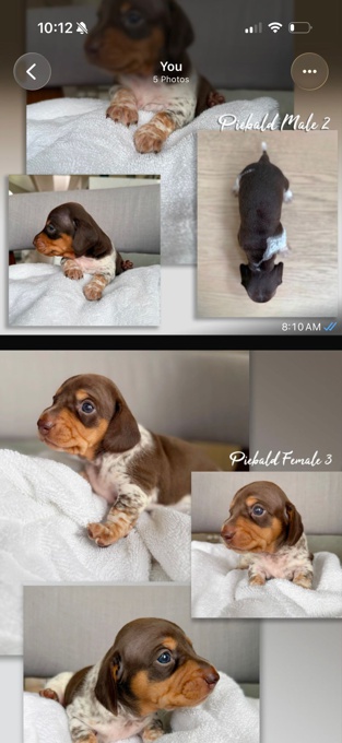 Miniature Piebald Dachshund