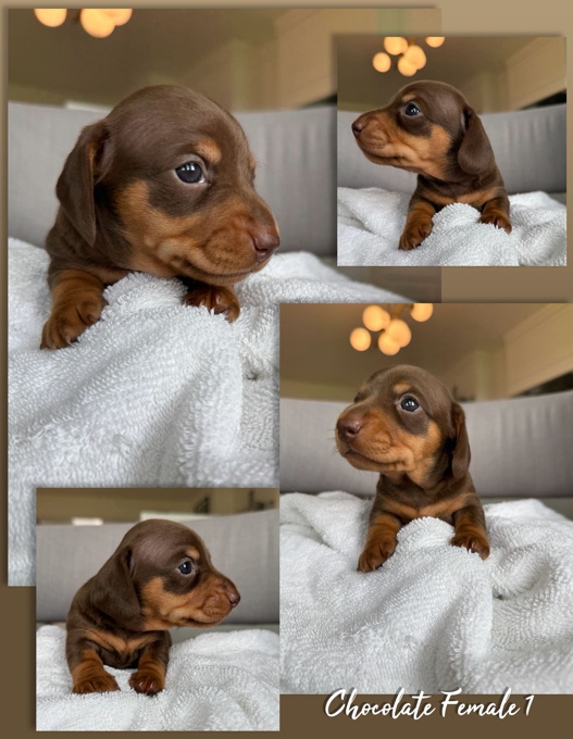 Miniature Piebald Dachshund