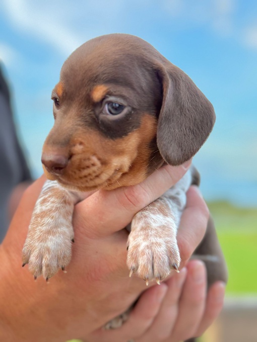 Miniature Piebald Dachshund