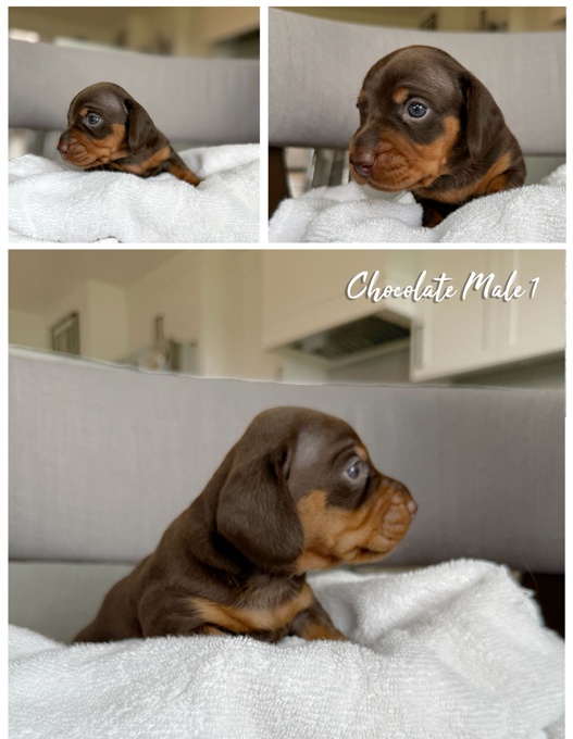 Miniature Piebald Dachshund