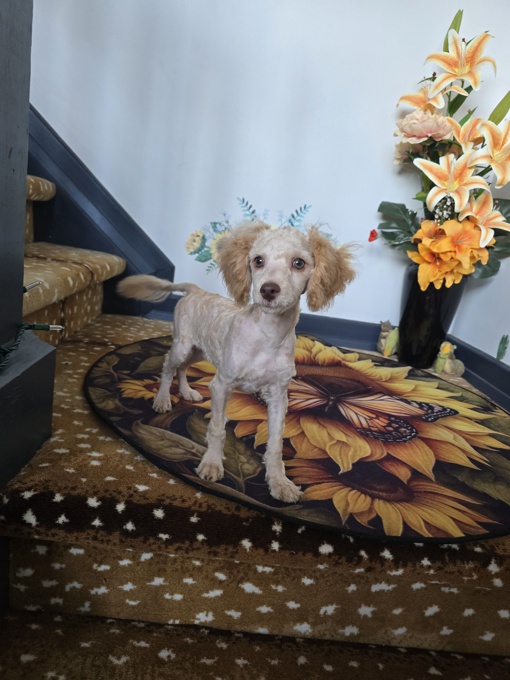 MINI POODLE