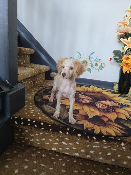 MINI POODLE